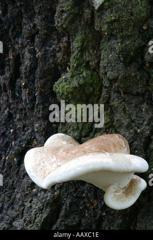 Inghilterra, Staffordshire, Kinver. Staffa funghi / fungo su albero in commissione forestale bosco in prossimità di bordo Kinver nel West Midlands Foto Stock