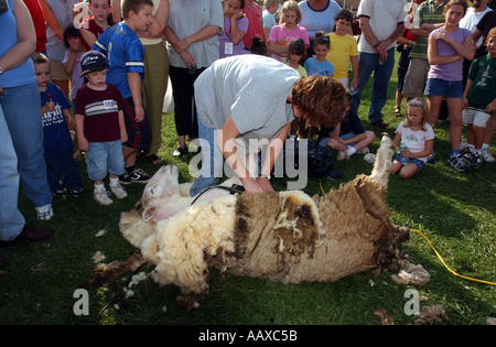 Una pecora essendo tagliata rasati una dimostrazione nel corso di una fiera della contea Foto Stock