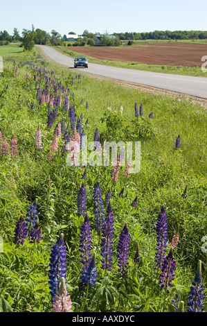 I lupini lungo la strada su Prince Edward Island in Maritime Canada. Foto Stock