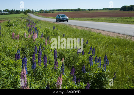 I lupini lungo la strada su Prince Edward Island in Maritime Canada. Foto Stock