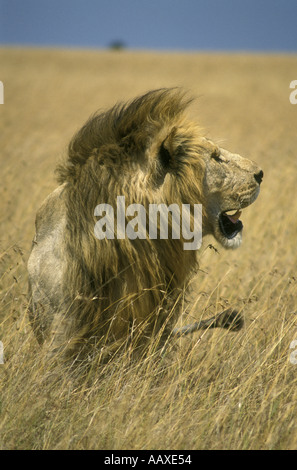 Potente coppia leone nella Riserva Nazionale di Masai Mara Kenya Africa orientale Foto Stock