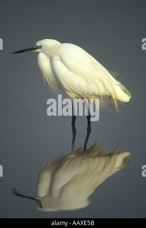 Garzetta e riflessione nel fiume Umgeni bocca Durban, Sud Africa Foto Stock