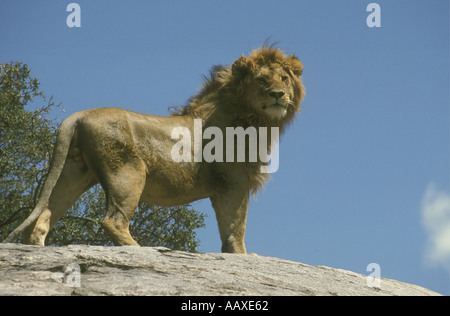 Potente giovane leone con un ben sviluppato mane si erge con orgoglio sulla sommità di una roccia kopje nel Parco Nazionale del Serengeti Tanzania E Foto Stock