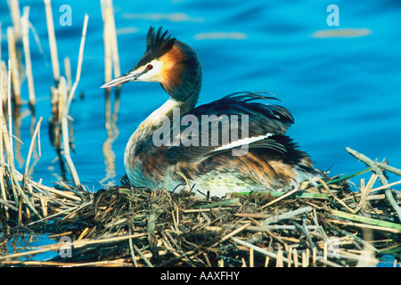 Haubentaucher am nest Svasso maggiore a nido christatus Podiceps Foto Stock