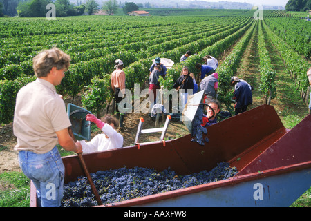 Uva raccolta nei vigneti di Bordeaux di Francia Foto Stock