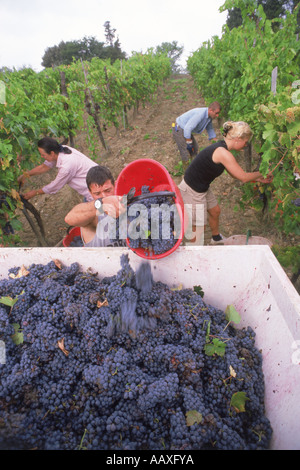 I giovani adulti aiutare raccogliere uva in Toscana al terreno vigneti durante la stagione di mietitura in Italia Foto Stock