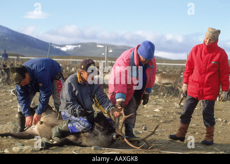 Lapponi sopra a nord del Circolo Polare Artico in Svezia utilizzando corde di renne lazo per marcatura auricolare e castrazione Foto Stock