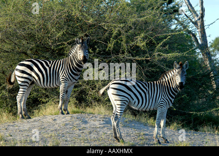 Due Burchells zebre Okavango Delta Botswana Sud Africa Foto Stock