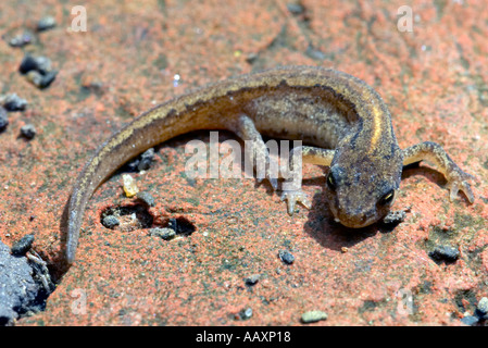 Giovani comuni o liscia Newt Triturus vulgaris su un vecchio mattone Foto Stock