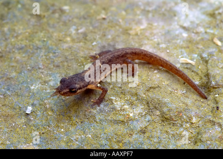 Giovani comuni o liscia Newt Triturus vulgaris Foto Stock