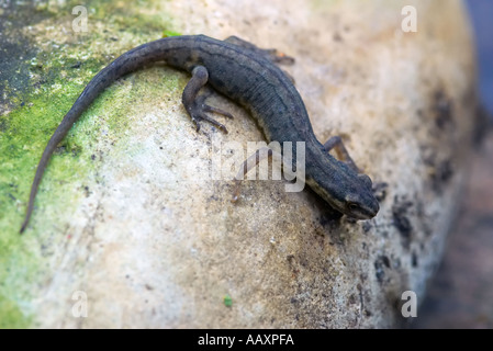 Giovani comuni femmina o liscia newt Triturus vulgaris su una roccia Foto Stock