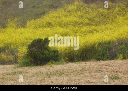 California fiori selvatici Foto Stock