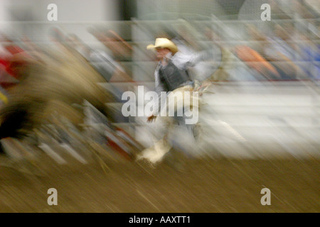 Toro di equitazione. I cowboys vaiolatura le loro abilità contro ruvido e vizioso tori Foto Stock