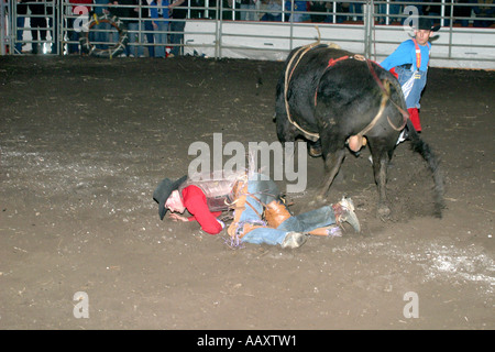 Toro di equitazione. I cowboys vaiolatura le loro abilità contro ruvido e vizioso tori Foto Stock