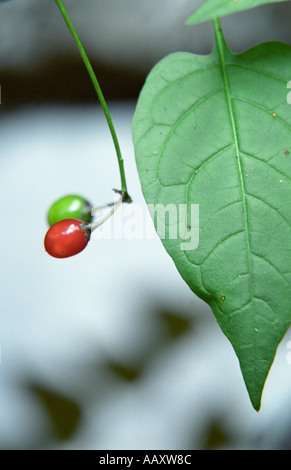 Close-up di frutta agrodolce Solanum dulcamara e foglia verde Foto Stock