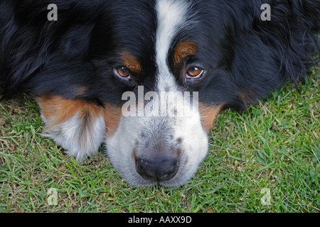 Bovaro del Bernese cercando soppy Foto Stock