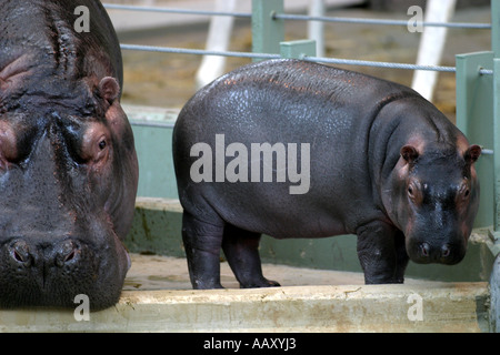 Ippopotamo Hippopotamus amphibious; anche chiamato: Ippona Foto Stock