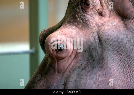 Ippopotamo Hippopotamus amphibious; anche chiamato: Ippona Foto Stock