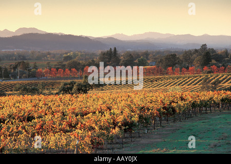 California Wine Country vigneti in Alexander Valley con raccolta colori orizzontali Foto Stock
