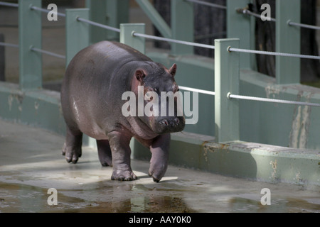 Ippopotamo Hippopotamus amphibious; anche chiamato: Ippona Foto Stock