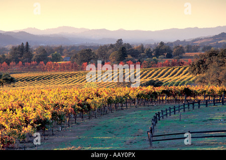 Alexander Valley vigneti al tramonto nella California del nord del paese del vino al tramonto durante il raccolto in orizzontale Foto Stock