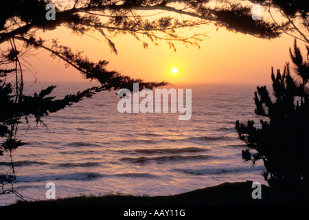 Tramonto lungo la costa del Pacifico guardando attraverso il cipresso vicino Pacificia California Foto Stock