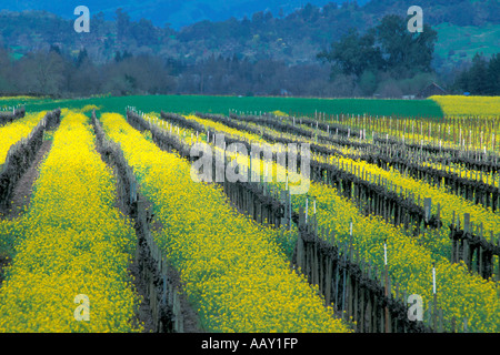 Campi brillante di senape che fiorisce in primavera nei vigneti della California del Nord in Sonoma County Foto Stock