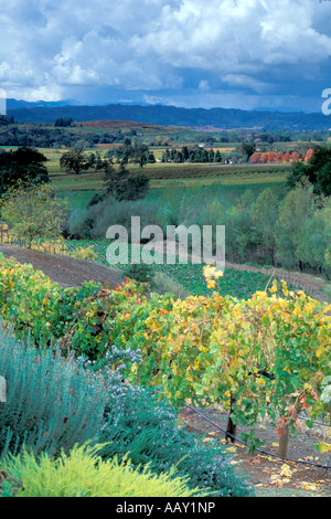 La regione del vino della California si affacciano in Alexander Valley in autunno colori verticali Foto Stock