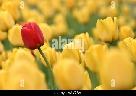 Contro la marea a lone red tulip sorge sopra un mare di giallo tutti quelli piegati dal vento Foto Stock