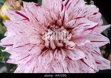 Dahlia 'principe Valiant " Close up di bianco con gli spruzzi di colore rosso, piccolo fiore gruppo decorativo dahlia Foto Stock