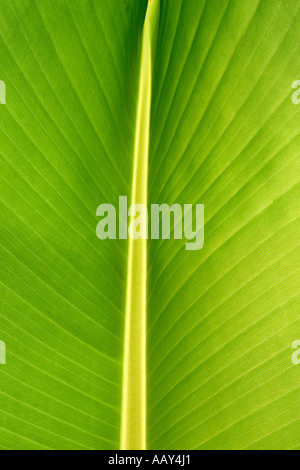 RSC78629 giallo verde foglia di banano natura back lit mystic village Pune India Maharashtra Foto Stock