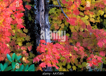 Red Maple Leafs in acero con i colori dell'autunno in autunno sul Monte Cofano orizzontale di Oregon Foto Stock