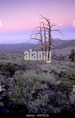 Antica bristlecone pine tree nelle White Mountains della California mostrato al tramonto con luna piena verticale ascendente Foto Stock