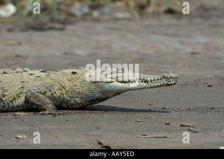 Coccodrillo americano (Crocodylus actus) sul Rio Tarcoles Costa Rica Foto Stock