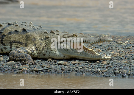 Coccodrillo americano (Crocodylus actus) prendere il sole sulle Rocky sputare sul Rio Tarcoles Costa Rica Foto Stock