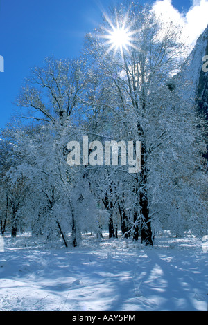 Coperta di neve alberi dopo una tempesta di neve nel Parco Nazionale di Yosemite in montagna della Sierras in California Foto Stock