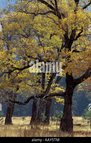 Giallo brillante alberi di quercia in autunno i colori autunnali nella valle di Yosemite in Sierra Mountains della California Foto Stock