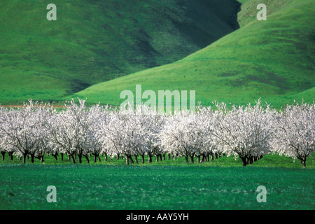 Apple di fioritura degli alberi da frutto di frutteti in fiore California Valle Centrale durante la primavera verde delle colline in orizzontale Foto Stock