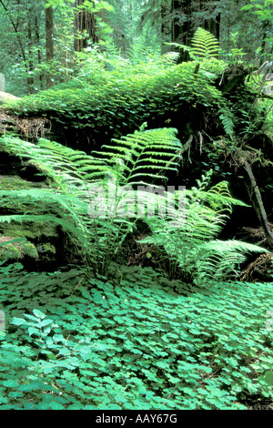 Felci Giganti sulla lussureggiante foresta piano di un albero di Sequoia Forest California in verticale a molla Foto Stock