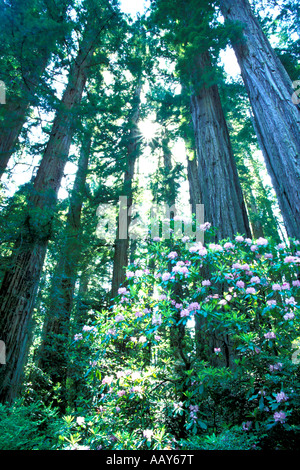 Albero di Sequoia Forest con fiori di rododendri in fiore Parco Nazionale di Redwood in California in verticale Foto Stock