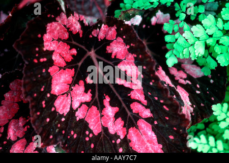Ventilatore impianto di Begonia rex Kew Gardens Regno Unito Foto Stock