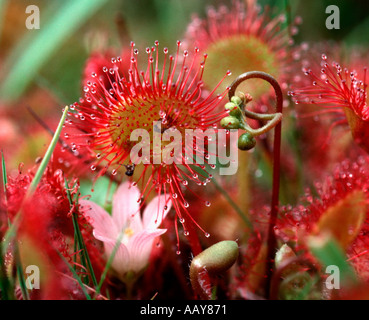 Sundew comune Drosera rotundifolia nuova foresta Hampshire REGNO UNITO Foto Stock