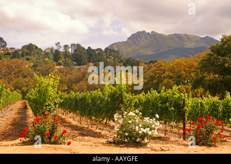 Sud Africa cape town piccola cantina Constantia vigneto Foto Stock