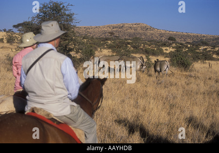 Piloti del Cavallino in prossimità di Grevy s Zebra a Lewa Downs Kenya Africa orientale Foto Stock