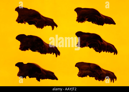 Visualizzazione delle conserve di terribili Wolf teschi trovati in La Brea Tar Pits, Museo di pagina Foto Stock