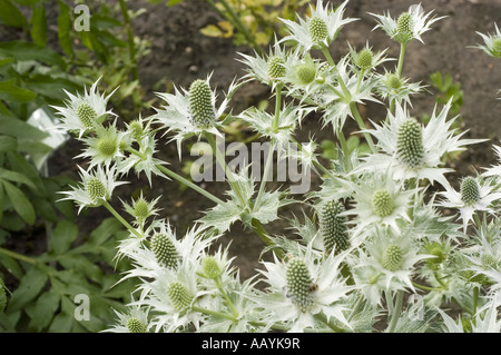 Gigantesco agrifoglio marino o fantasma di Miss Willmotts (Eryngium giganteum) in un giardino, che mostra bratti spirosi bianchi argentati e fiori simili a un cono. Foto Stock