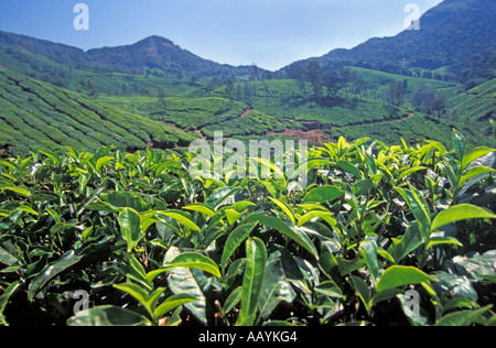 Il tè Planation, Munnar, Kerala. Foto Stock