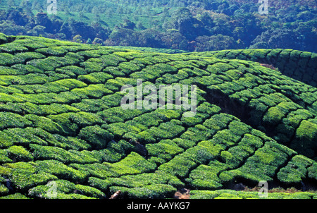 Il tè Planation, Munnar, Kerala. Foto Stock
