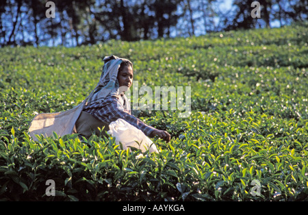 Raccoglitrice di tè in Planation, Munnar, Kerala. Foto Stock