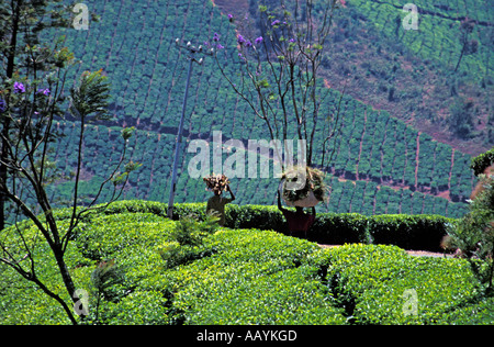 Il tè Planation, Munnar, Kerala. Foto Stock